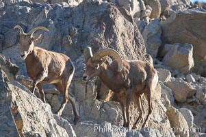 Desert bighorn sheep, male ram and female ewe.  The desert bighorn sheep occupies dry, rocky mountain ranges in the Mojave and Sonoran desert regions of California, Nevada and Mexico.  The desert bighorn sheep is highly endangered in the United States, having a population of only about 4000 individuals, and is under survival pressure due to habitat loss, disease, over-hunting, competition with livestock, and human encroachment, Ovis canadensis nelsoni