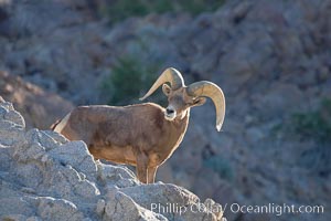 Desert bighorn sheep, male ram.  The desert bighorn sheep occupies dry, rocky mountain ranges in the Mojave and Sonoran desert regions of California, Nevada and Mexico.  The desert bighorn sheep is highly endangered in the United States, having a population of only about 4000 individuals, and is under survival pressure due to habitat loss, disease, over-hunting, competition with livestock, and human encroachment, Ovis canadensis nelsoni