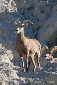 Desert bighorn sheep, female ewe.  The desert bighorn sheep occupies dry, rocky mountain ranges in the Mojave and Sonoran desert regions of California, Nevada and Mexico.  The desert bighorn sheep is highly endangered in the United States, having a population of only about 4000 individuals, and is under survival pressure due to habitat loss, disease, over-hunting, competition with livestock, and human encroachment, Ovis canadensis nelsoni