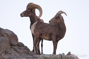 Desert bighorn sheep, male ram and female ewe.  The desert bighorn sheep occupies dry, rocky mountain ranges in the Mojave and Sonoran desert regions of California, Nevada and Mexico.  The desert bighorn sheep is highly endangered in the United States, having a population of only about 4000 individuals, and is under survival pressure due to habitat loss, disease, over-hunting, competition with livestock, and human encroachment, Ovis canadensis nelsoni