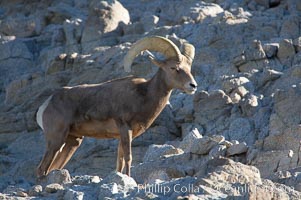 Desert bighorn sheep, male ram.  The desert bighorn sheep occupies dry, rocky mountain ranges in the Mojave and Sonoran desert regions of California, Nevada and Mexico.  The desert bighorn sheep is highly endangered in the United States, having a population of only about 4000 individuals, and is under survival pressure due to habitat loss, disease, over-hunting, competition with livestock, and human encroachment, Ovis canadensis nelsoni