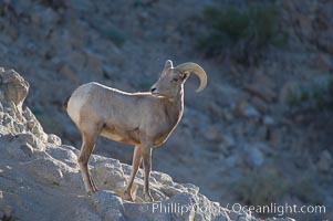 Desert bighorn sheep, young/immature male ram.  The desert bighorn sheep occupies dry, rocky mountain ranges in the Mojave and Sonoran desert regions of California, Nevada and Mexico.  The desert bighorn sheep is highly endangered in the United States, having a population of only about 4000 individuals, and is under survival pressure due to habitat loss, disease, over-hunting, competition with livestock, and human encroachment, Ovis canadensis nelsoni