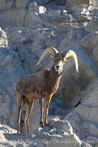 Desert bighorn sheep, male ram.  The desert bighorn sheep occupies dry, rocky mountain ranges in the Mojave and Sonoran desert regions of California, Nevada and Mexico.  The desert bighorn sheep is highly endangered in the United States, having a population of only about 4000 individuals, and is under survival pressure due to habitat loss, disease, over-hunting, competition with livestock, and human encroachment, Ovis canadensis nelsoni