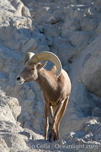 Desert bighorn sheep, male ram.  The desert bighorn sheep occupies dry, rocky mountain ranges in the Mojave and Sonoran desert regions of California, Nevada and Mexico.  The desert bighorn sheep is highly endangered in the United States, having a population of only about 4000 individuals, and is under survival pressure due to habitat loss, disease, over-hunting, competition with livestock, and human encroachment, Ovis canadensis nelsoni