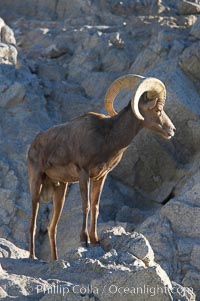 Desert bighorn sheep, male ram.  The desert bighorn sheep occupies dry, rocky mountain ranges in the Mojave and Sonoran desert regions of California, Nevada and Mexico.  The desert bighorn sheep is highly endangered in the United States, having a population of only about 4000 individuals, and is under survival pressure due to habitat loss, disease, over-hunting, competition with livestock, and human encroachment, Ovis canadensis nelsoni