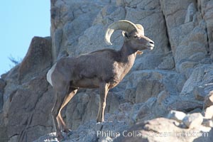 Desert bighorn sheep, male ram.  The desert bighorn sheep occupies dry, rocky mountain ranges in the Mojave and Sonoran desert regions of California, Nevada and Mexico.  The desert bighorn sheep is highly endangered in the United States, having a population of only about 4000 individuals, and is under survival pressure due to habitat loss, disease, over-hunting, competition with livestock, and human encroachment, Ovis canadensis nelsoni