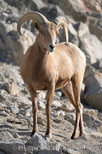 Desert bighorn sheep.  The desert bighorn sheep occupies dry, rocky mountain ranges in the Mojave and Sonoran desert regions of California, Nevada and Mexico.  The desert bighorn sheep is highly endangered in the United States, having a population of only about 4000 individuals, and is under survival pressure due to habitat loss, disease, over-hunting, competition with livestock, and human encroachment, Ovis canadensis nelsoni