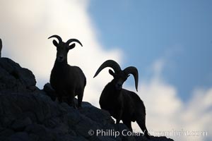 Desert bighorn sheep.  The desert bighorn sheep occupies dry, rocky mountain ranges in the Mojave and Sonoran desert regions of California, Nevada and Mexico.  The desert bighorn sheep is highly endangered in the United States, having a population of only about 4000 individuals, and is under survival pressure due to habitat loss, disease, over-hunting, competition with livestock, and human encroachment, Ovis canadensis nelsoni