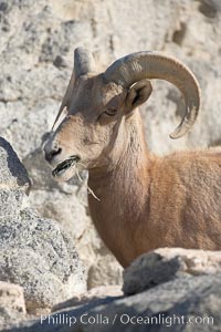 Desert bighorn sheep.  The desert bighorn sheep occupies dry, rocky mountain ranges in the Mojave and Sonoran desert regions of California, Nevada and Mexico.  The desert bighorn sheep is highly endangered in the United States, having a population of only about 4000 individuals, and is under survival pressure due to habitat loss, disease, over-hunting, competition with livestock, and human encroachment, Ovis canadensis nelsoni