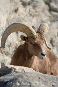 Desert bighorn sheep.  The desert bighorn sheep occupies dry, rocky mountain ranges in the Mojave and Sonoran desert regions of California, Nevada and Mexico.  The desert bighorn sheep is highly endangered in the United States, having a population of only about 4000 individuals, and is under survival pressure due to habitat loss, disease, over-hunting, competition with livestock, and human encroachment, Ovis canadensis nelsoni