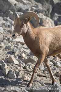 Desert bighorn sheep.  The desert bighorn sheep occupies dry, rocky mountain ranges in the Mojave and Sonoran desert regions of California, Nevada and Mexico.  The desert bighorn sheep is highly endangered in the United States, having a population of only about 4000 individuals, and is under survival pressure due to habitat loss, disease, over-hunting, competition with livestock, and human encroachment, Ovis canadensis nelsoni