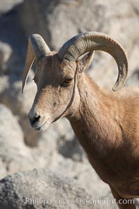 Desert bighorn sheep.  The desert bighorn sheep occupies dry, rocky mountain ranges in the Mojave and Sonoran desert regions of California, Nevada and Mexico.  The desert bighorn sheep is highly endangered in the United States, having a population of only about 4000 individuals, and is under survival pressure due to habitat loss, disease, over-hunting, competition with livestock, and human encroachment, Ovis canadensis nelsoni