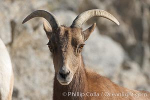 Desert bighorn sheep.  The desert bighorn sheep occupies dry, rocky mountain ranges in the Mojave and Sonoran desert regions of California, Nevada and Mexico.  The desert bighorn sheep is highly endangered in the United States, having a population of only about 4000 individuals, and is under survival pressure due to habitat loss, disease, over-hunting, competition with livestock, and human encroachment, Ovis canadensis nelsoni