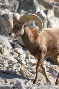 Desert bighorn sheep.  The desert bighorn sheep occupies dry, rocky mountain ranges in the Mojave and Sonoran desert regions of California, Nevada and Mexico.  The desert bighorn sheep is highly endangered in the United States, having a population of only about 4000 individuals, and is under survival pressure due to habitat loss, disease, over-hunting, competition with livestock, and human encroachment, Ovis canadensis nelsoni