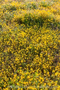 Desert bloom in the hills above Borrego Valley.  Unidentified species.  Heavy winter rains led to a historic springtime bloom in 2005, carpeting the entire desert in vegetation and color for months, Anza-Borrego Desert State Park, Borrego Springs, California