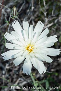 Desert chicory, commonly found in canyons and washes of the Colorado Desert in spring.  Anza Borrego Desert State Park, Rafinesquia neomexicana, Anza-Borrego Desert State Park, Borrego Springs, California