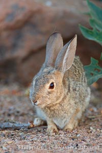 Desert cottontail, or Audubon's cottontail rabbit, Sylvilagus audubonii, Amado, Arizona