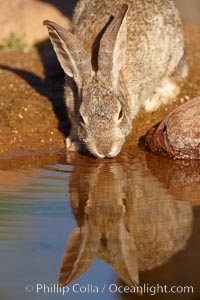 Desert cottontail, or Audubon's cottontail rabbit, Sylvilagus audubonii, Amado, Arizona