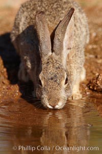 Desert cottontail, or Audubon's cottontail rabbit, Sylvilagus audubonii, Amado, Arizona