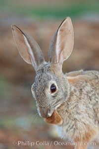 Desert cottontail, or Audubon's cottontail rabbit, Sylvilagus audubonii, Amado, Arizona