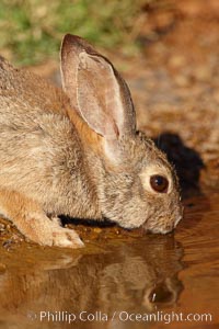 Desert cottontail, or Audubon's cottontail rabbit, Sylvilagus audubonii, Amado, Arizona