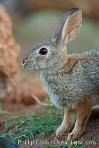 Desert cottontail, or Audubon's cottontail rabbit. Amado, Arizona, USA, Sylvilagus audubonii, natural history stock photograph, photo id 23036