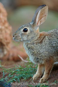 Desert cottontail, or Audubon's cottontail rabbit, Sylvilagus audubonii, Amado, Arizona