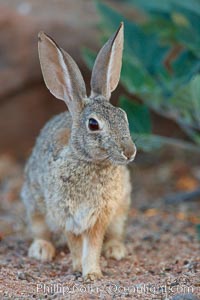 Desert cottontail, or Audubon's cottontail rabbit, Sylvilagus audubonii, Amado, Arizona