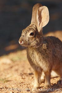 Desert cottontail, or Audubon's cottontail rabbit, Sylvilagus audubonii, Amado, Arizona