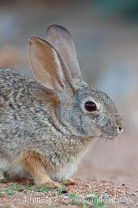 Desert cottontail, or Audubon's cottontail rabbit, Sylvilagus audubonii, Amado, Arizona