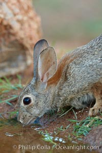 Desert cottontail, or Audubon's cottontail rabbit, Sylvilagus audubonii, Amado, Arizona