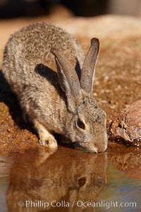 Desert cottontail, or Audubon's cottontail rabbit, Sylvilagus audubonii, Amado, Arizona