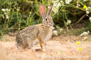 Desert Cottontail Rabbit at Lake Hodges, Escondido