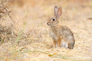 Desert Cottontail Rabbit at Lake Hodges, Escondido