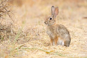 Desert Cottontail Rabbit at Lake Hodges, Escondido