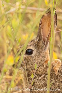 Desert Cottontail Rabbit, Lake Hodges, San Diego