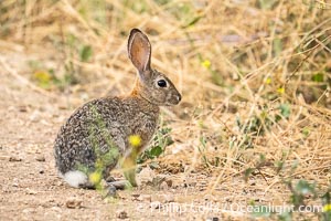 Desert Cottontail Rabbit, Lake Hodges, San Diego