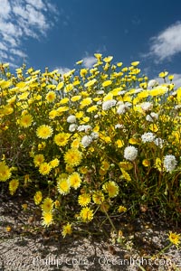 Desert dandelion (yellow) and Fremont pincushion (white) in bloom on the floor of the Anza Borrego valley.  Heavy winter rains led to a historic springtime bloom in 2005, carpeting the entire desert in vegetation and color for months, Chaenactis fremontii, Malacothrix glabrata, Anza-Borrego Desert State Park, Borrego Springs, California