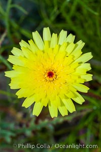 Desert dandelion is a common ephemeral wildflower of the Colorado Desert.  Young flowers have a red center.  Anza Borrego Desert State Park, Anza-Borrego Desert State Park, Borrego Springs, California