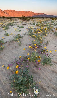 Desert Gold Wildflowers Spring Bloom in Anza-Borrego, Abronia villosa, Geraea canescens, Oenothera deltoides, Anza-Borrego Desert State Park, Borrego Springs, California