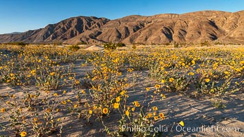 Image 30550, Desert Gold Wildflowers Spring Bloom in Anza-Borrego. Anza-Borrego Desert State Park, Borrego Springs, California, USA, Geraea canescens, Phillip Colla, all rights reserved worldwide.   Keywords: abronia villosa:anza borrego:anza borrego desert state park:anza borrego desert state park:borrego springs:california:desert:desert wildflower:flower:landscape:nature:outdoors:outside:plant:sand verbena:scene:scenic:state parks:usa:wildflower.