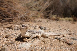 Northern desert iguana, Dipsosaurus dorsalis, Joshua Tree National Park.