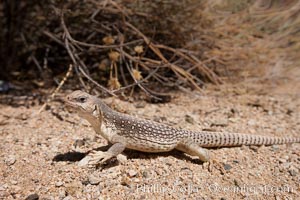 Desert iguana, one of the most common lizards of the Sonoran and Mojave deserts of the southwestern United States and northwestern Mexico, Dipsosaurus dorsalis, Joshua Tree National Park, California