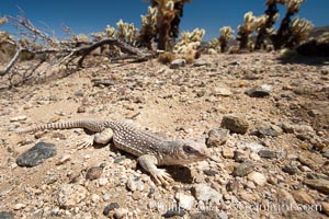 Desert iguana, one of the most common lizards of the Sonoran and Mojave deserts of the southwestern United States and northwestern Mexico, Dipsosaurus dorsalis, Joshua Tree National Park, California