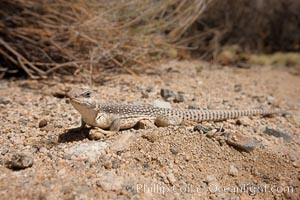 Desert iguana, one of the most common lizards of the Sonoran and Mojave deserts of the southwestern United States and northwestern Mexico, Dipsosaurus dorsalis, Joshua Tree National Park, California