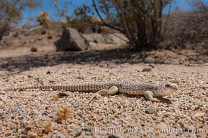 Desert iguana, one of the most common lizards of the Sonoran and Mojave deserts of the southwestern United States and northwestern Mexico, Dipsosaurus dorsalis, Joshua Tree National Park, California