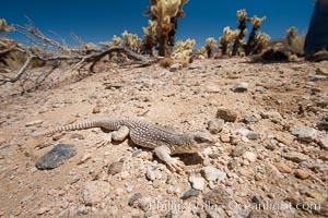 Desert iguana, one of the most common lizards of the Sonoran and Mojave deserts of the southwestern United States and northwestern Mexico. Joshua Tree National Park, California, USA, Dipsosaurus dorsalis, natural history stock photograph, photo id 26775