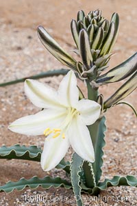 Desert Lily blooms in the sandy soils of the Colorado Desert.  It is fragrant and its flowers are similar to cultivated Easter lilies, Hesperocallis undulata, Anza-Borrego Desert State Park, Borrego Springs, California