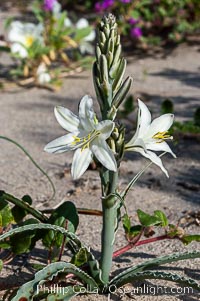 Desert Lily blooms in the sandy soils of the Colorado Desert.  It is fragrant and its flowers are similar to cultivated Easter lilies, Hesperocallis undulata, Anza-Borrego Desert State Park, Borrego Springs, California