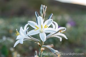 Desert Lily in bloom, Anza Borrego Desert State Park, Hesperocallis undulata, Anza-Borrego Desert State Park, Borrego Springs, California